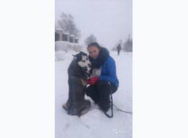 Цербер