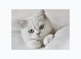 Белый кот Белый кот