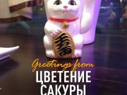 Цветение Сакуры, ресторан японской кухни