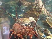 La Maree, сеть ресторанов