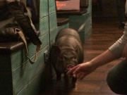 Фани Кабани, ресторан