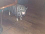 Фани Кабани, ресторан