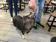 Фани Кабани, ресторан