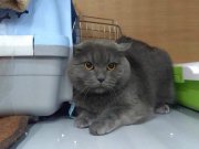 Гостиница для кошек "МУРРОТЕЛЬ"