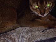 Гостиница для кошек "МУРРОТЕЛЬ"