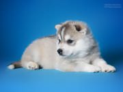 Кинологический питомник "СВОБОДНАЯ СТАЯ"