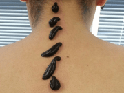 Продажа/Купить пиявок на Бульваре Рокоссовского