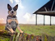 DogSelf, Кинологический Развивающий Центр
