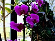 Тарас Бульба