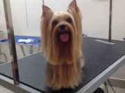 Стрижка собак "Панда"