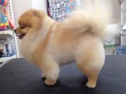 Стрижка собак "Панда"