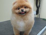 Стрижка собак "Панда"