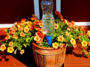 Капельный полив в Москве