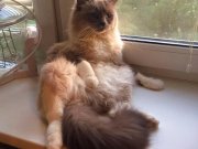 Шарлотт и Мегг