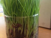 Мята, бар-ресторан